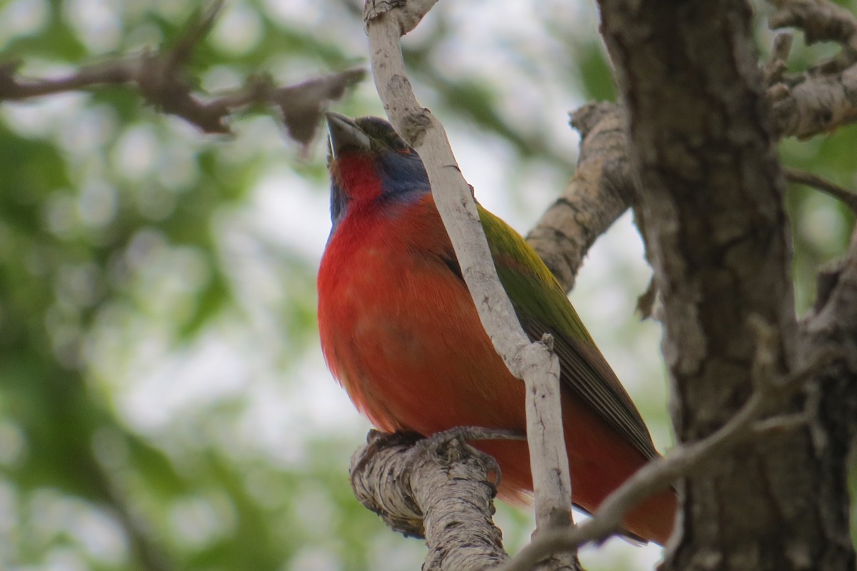 Painted Bunting - ML571960571