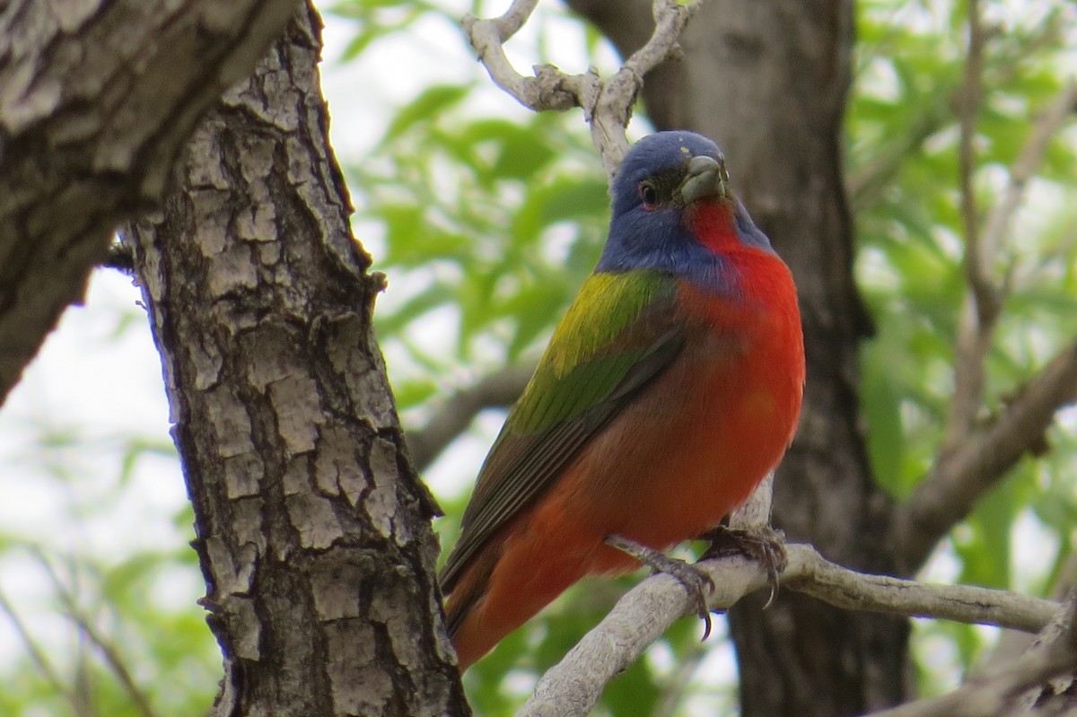 Painted Bunting - ML571960581