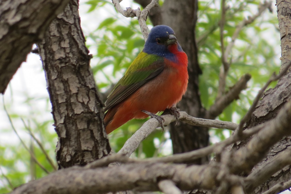 Painted Bunting - ML571960591