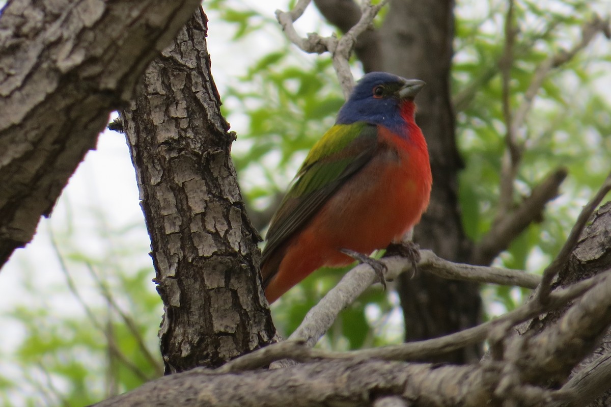 Painted Bunting - ML571960601