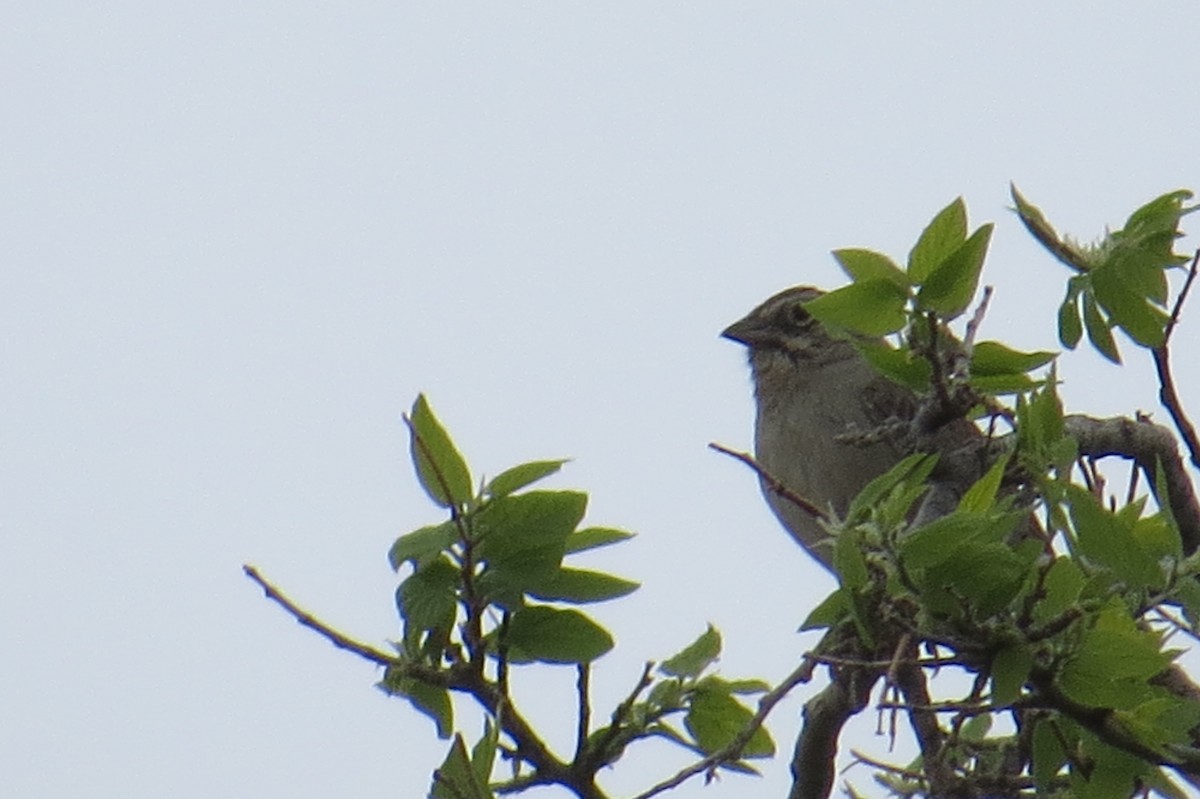 Rufous-crowned Sparrow - ML571960691
