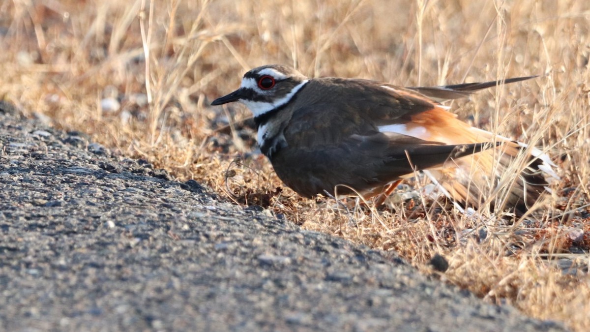 Killdeer - Daniel Bye