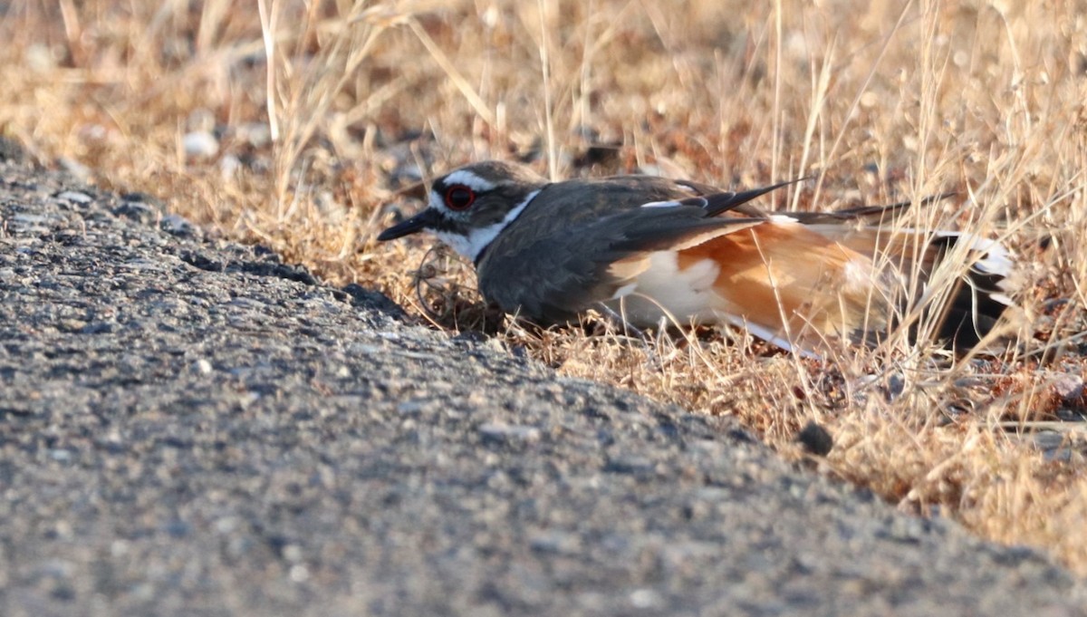 Killdeer - ML571960851