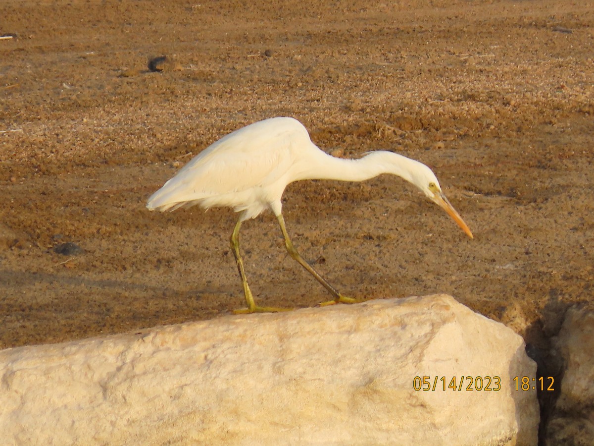 Western Reef-Heron - ML571960961