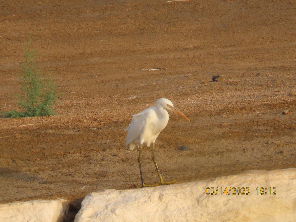 Western Reef-Heron - ML571960971