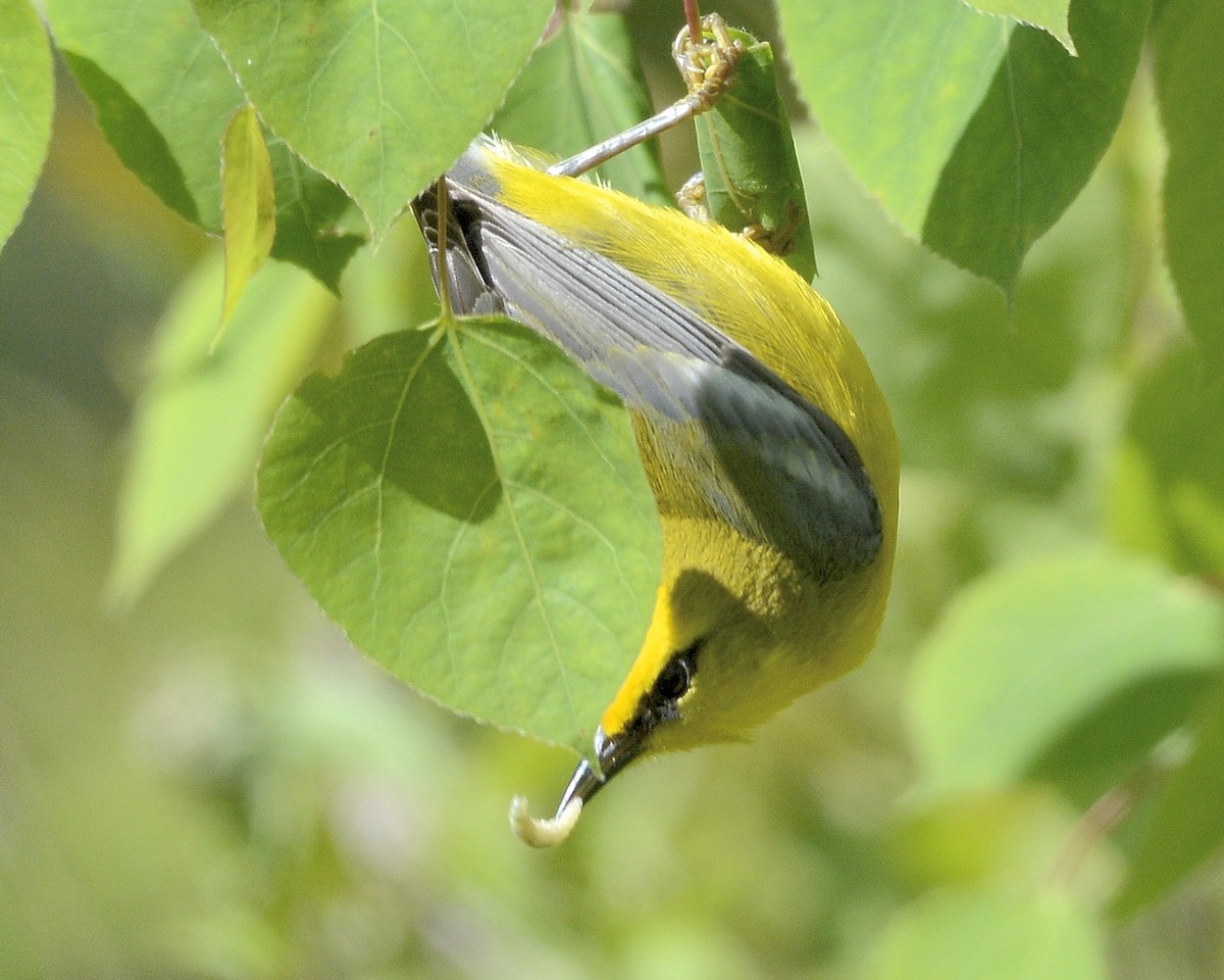 Blauflügel-Waldsänger - ML571961811