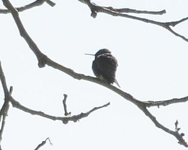 Colibri à gorge rubis - ML571962051