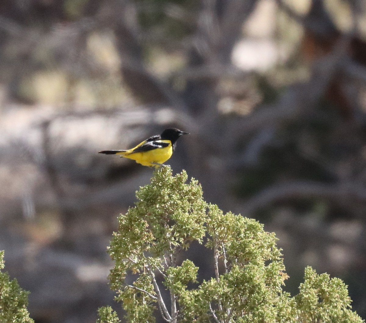 Scott's Oriole - Loch Kilpatrick