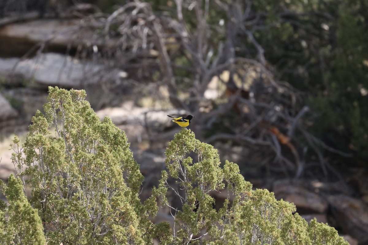 Oriole jaune-verdâtre - ML571962361