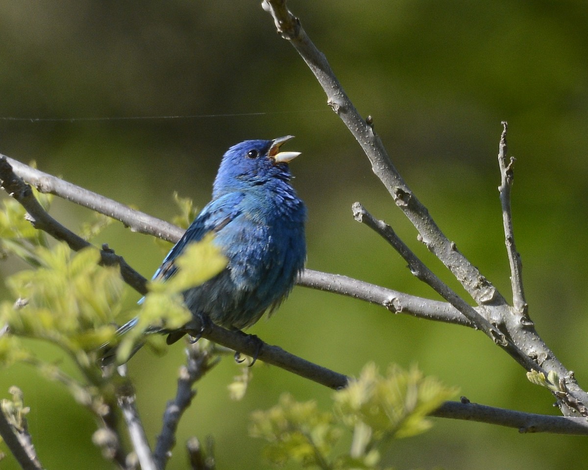 Indigo Bunting - ML571962601