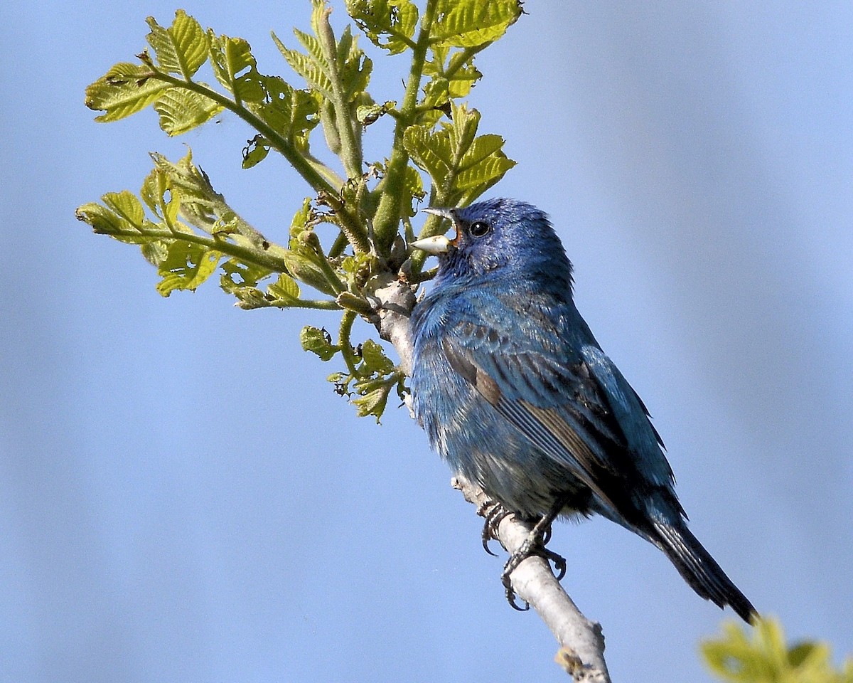 Indigo Bunting - ML571962791