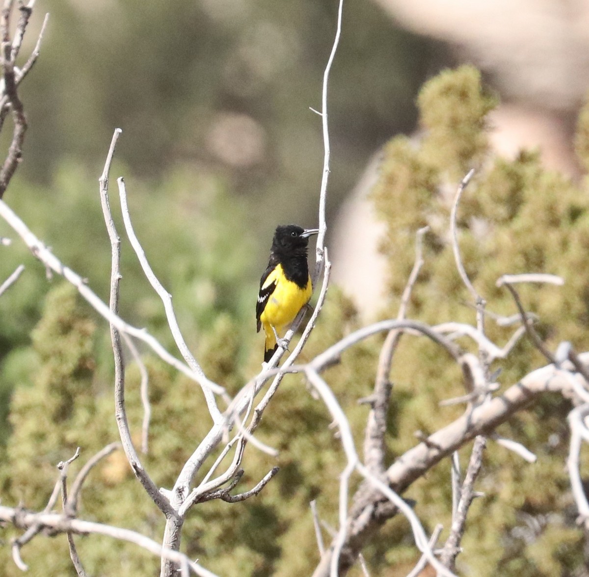 Scott's Oriole - ML571963711