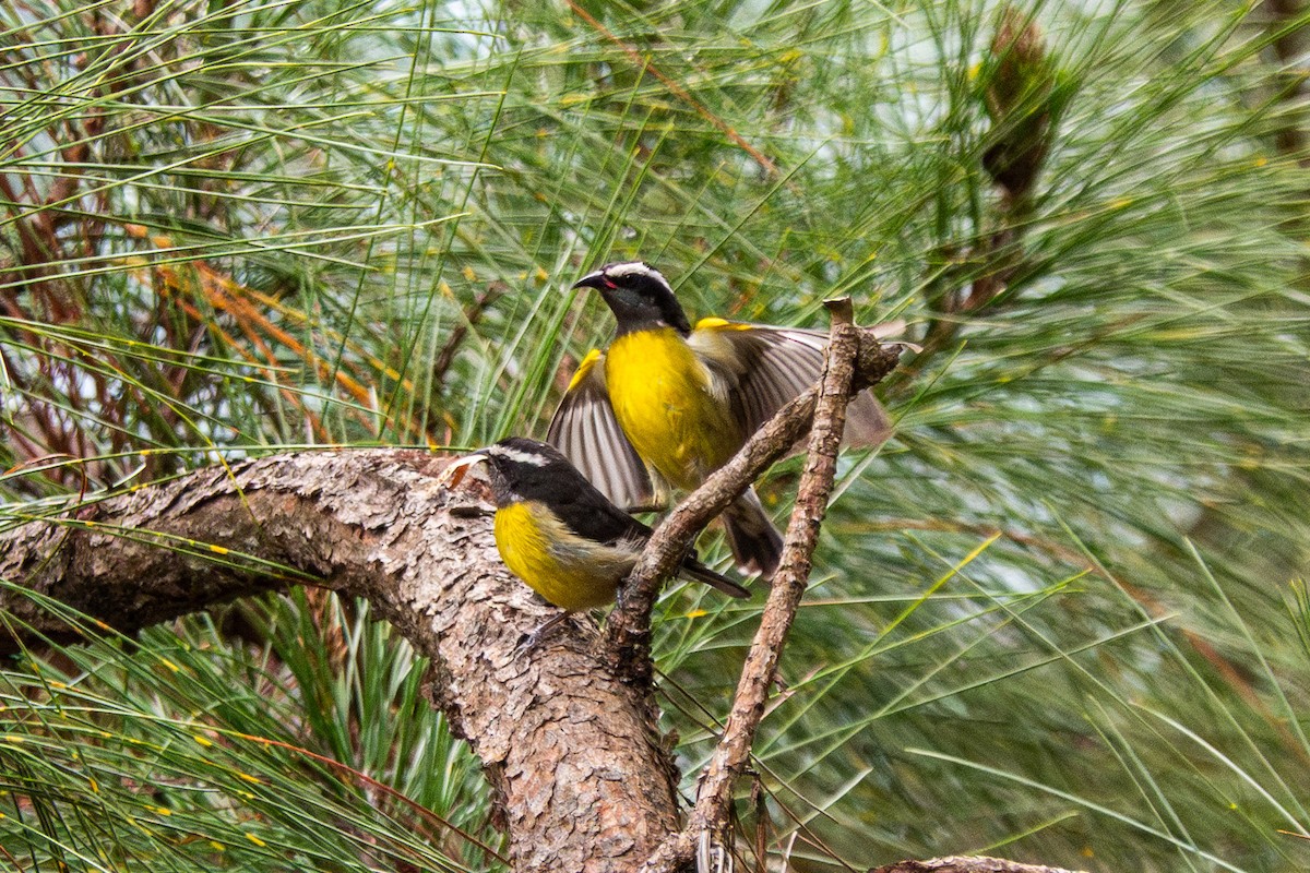 Bananaquit - ML571963901