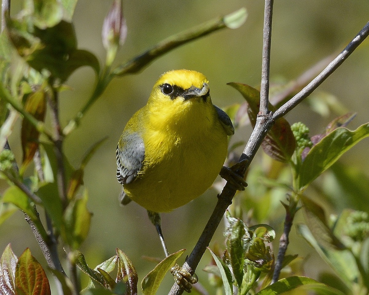 blåvingeparula - ML571963991