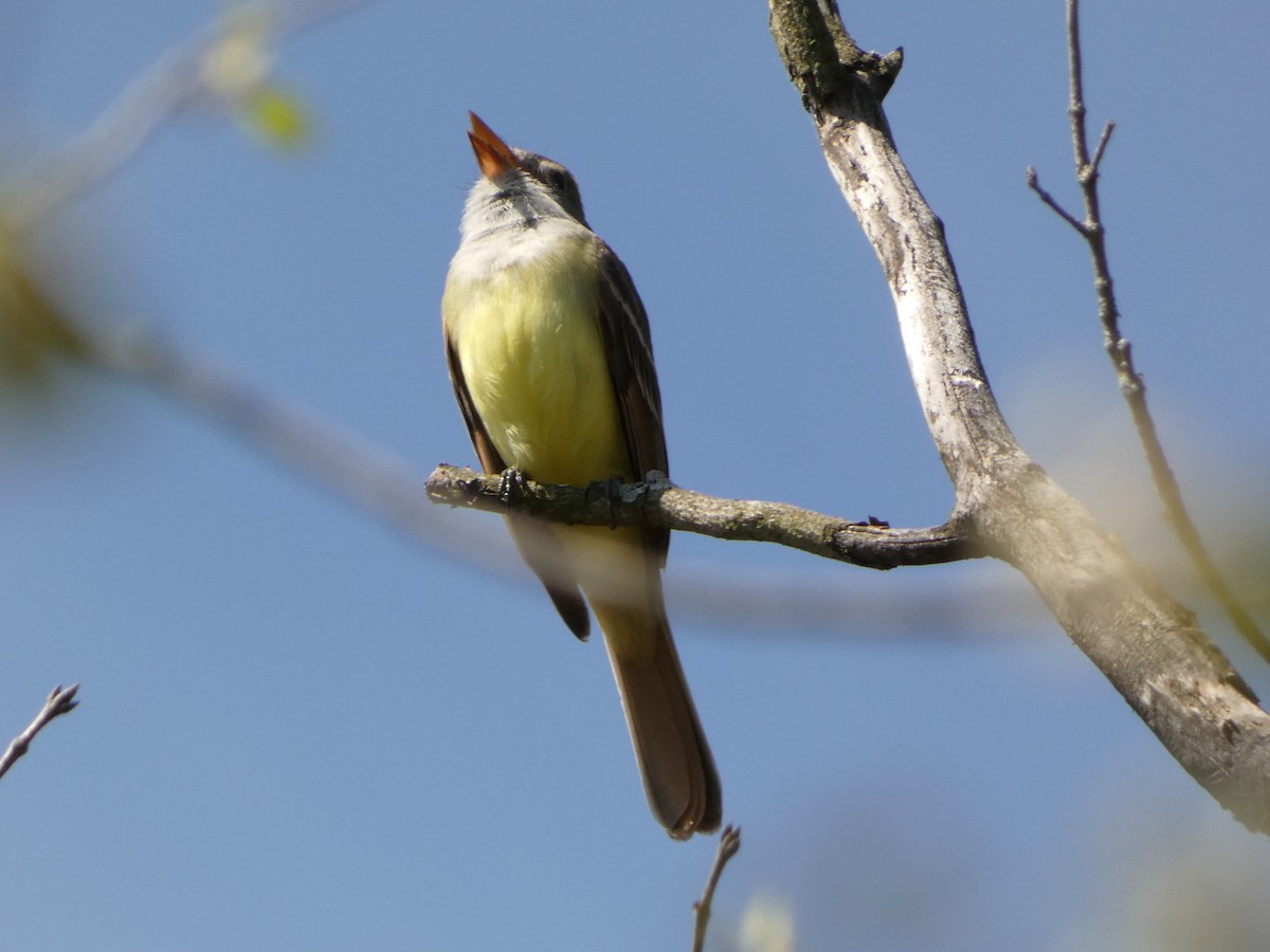 Great Crested Flycatcher - ML571964561