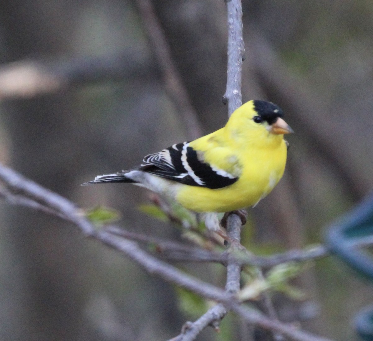 American Goldfinch - ML571964791