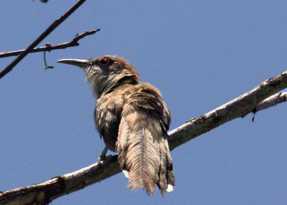 Great Lizard-Cuckoo (Cuban) - ML571964821