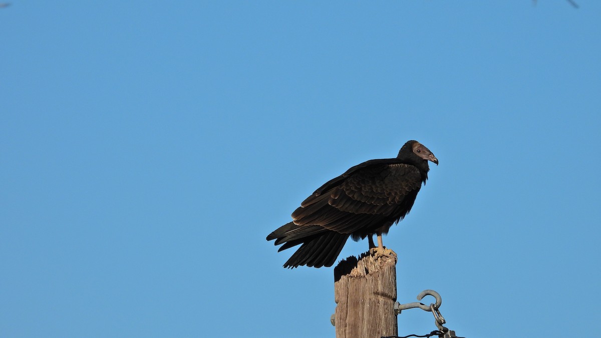 Black Vulture - ML571965091