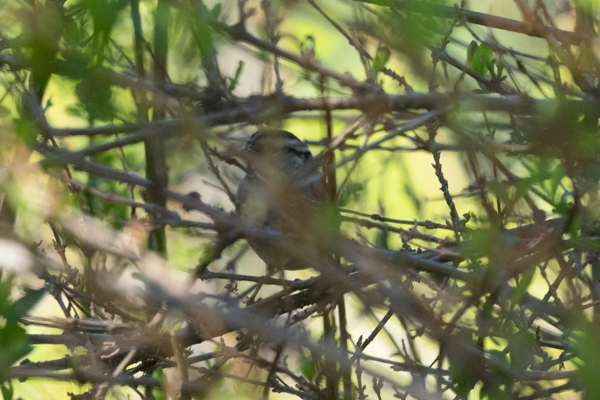 White-throated Sparrow - ML571965251