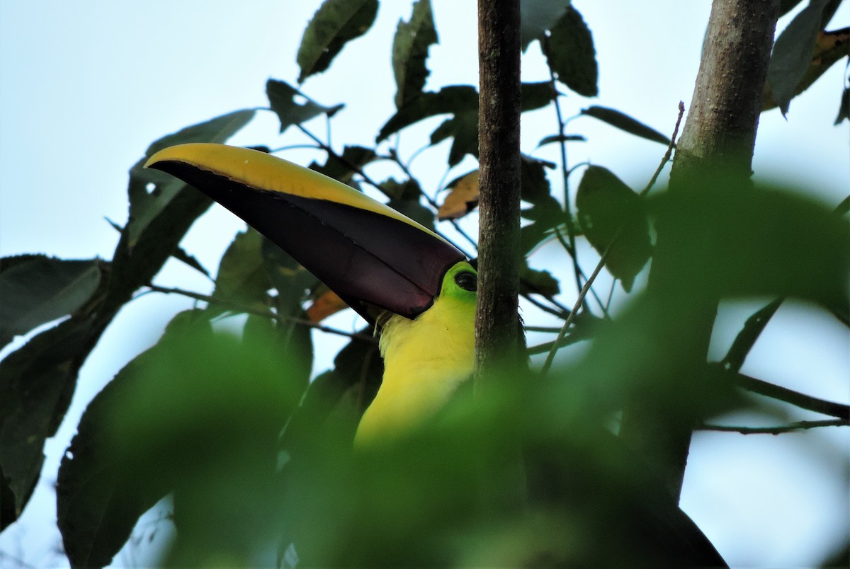 Yellow-throated Toucan (Chestnut-mandibled) - ML571965261