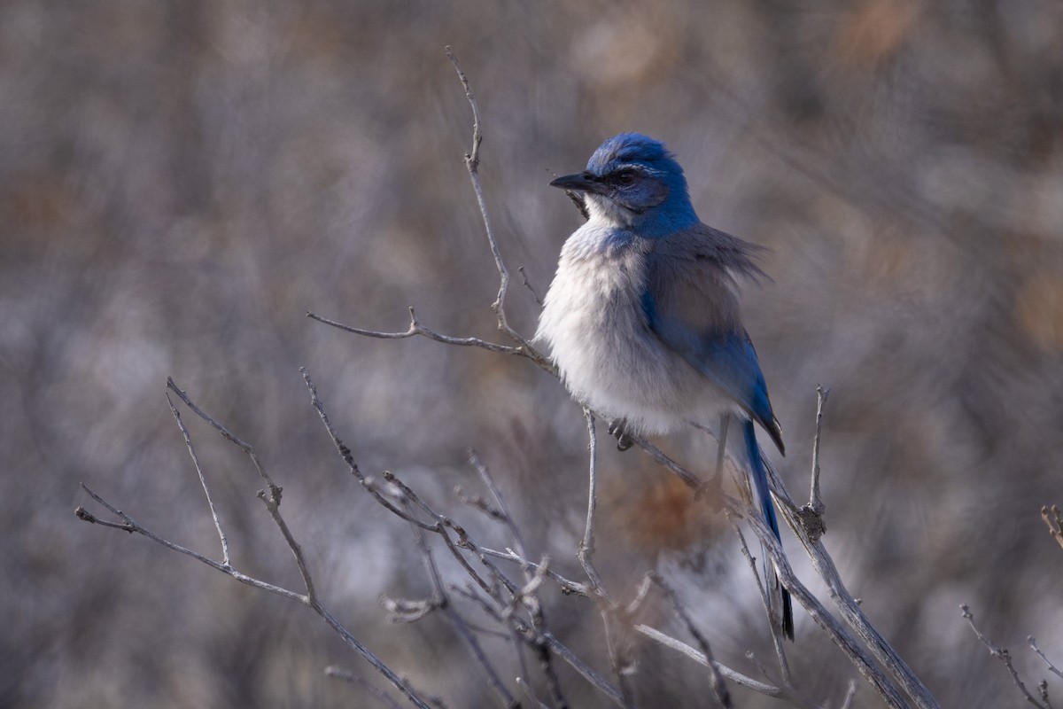 Woodhouse's Scrub-Jay - ML571965321