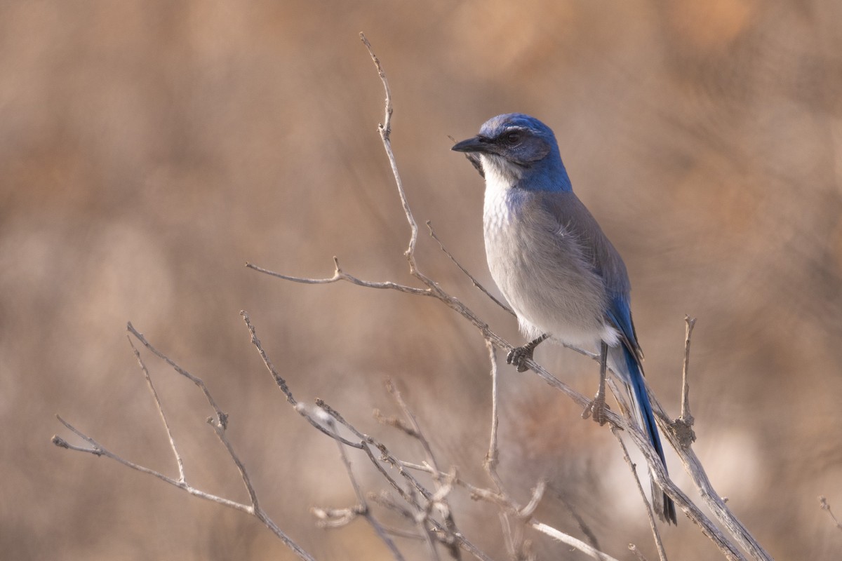 Woodhouse's Scrub-Jay - ML571965331