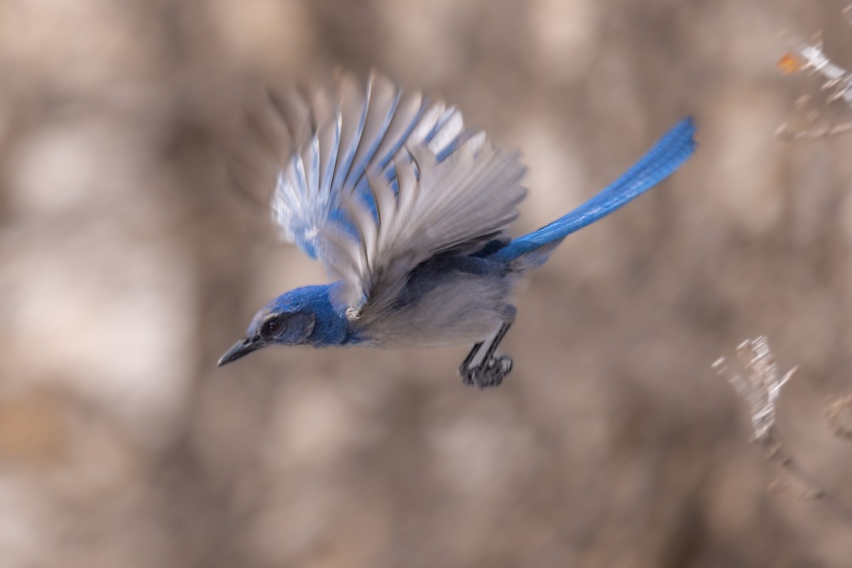 Woodhouse's Scrub-Jay - ML571965341