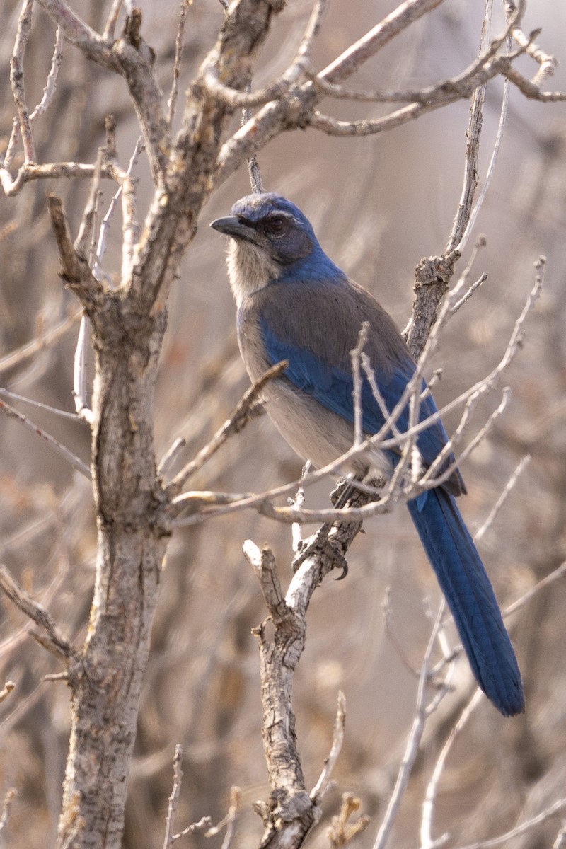 Woodhouse's Scrub-Jay - ML571965351