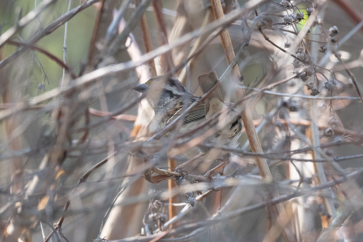 White-throated Sparrow - ML571965371