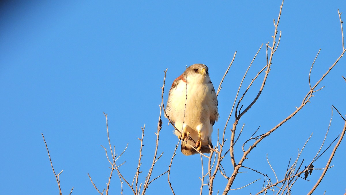 Variable Hawk - ML571965741