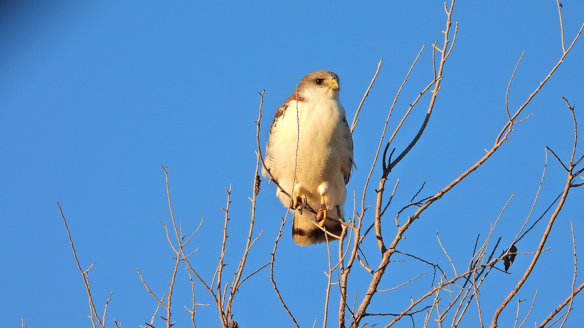 Variable Hawk - ML571965751