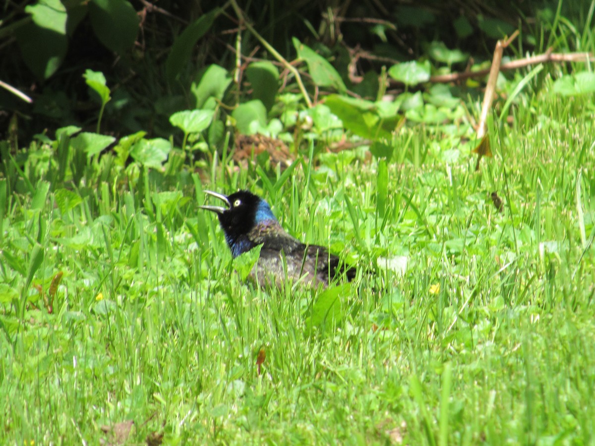 Common Grackle - Isaiah Craft