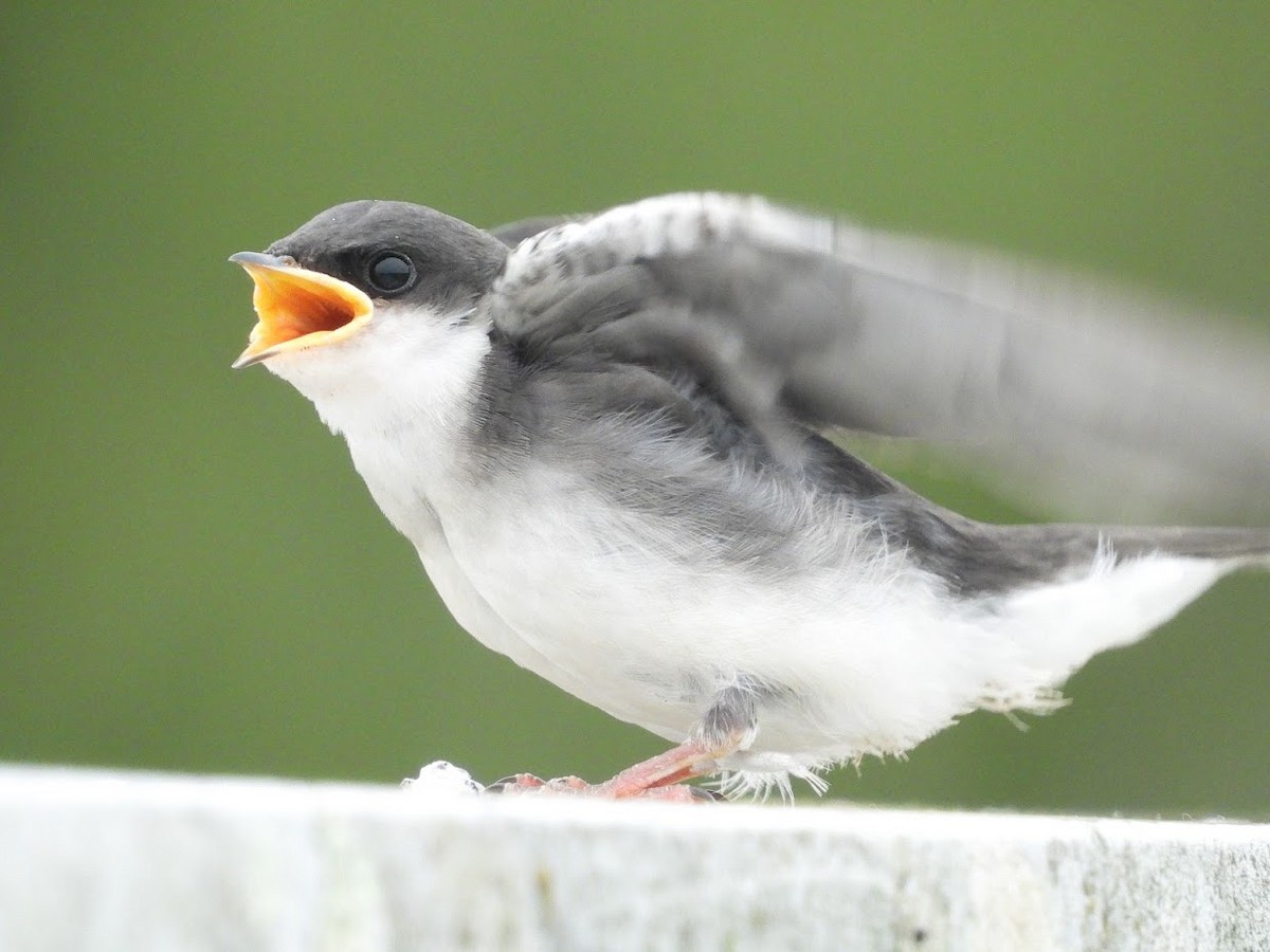 Tree Swallow - ML571966221