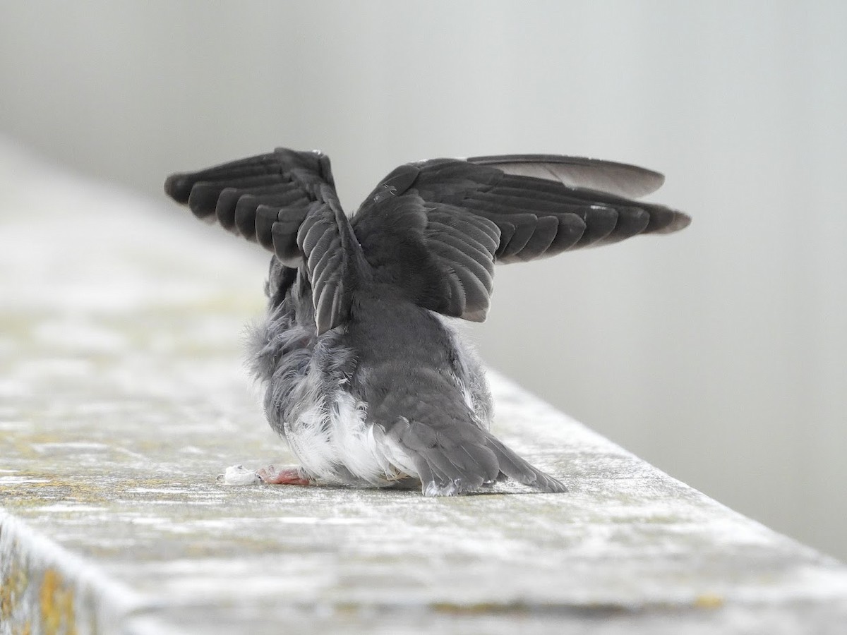 Tree Swallow - ML571966381