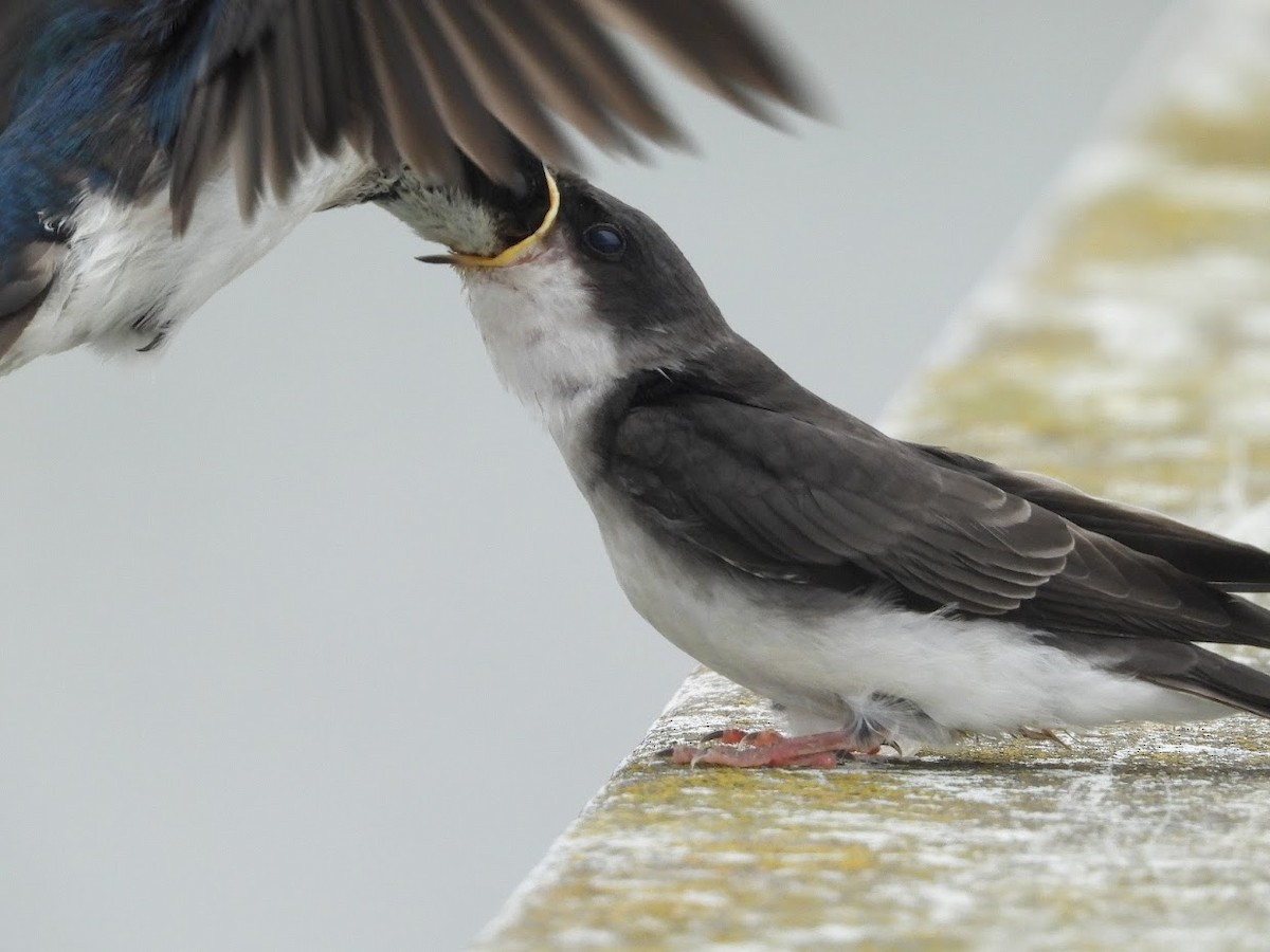 Tree Swallow - ML571966471