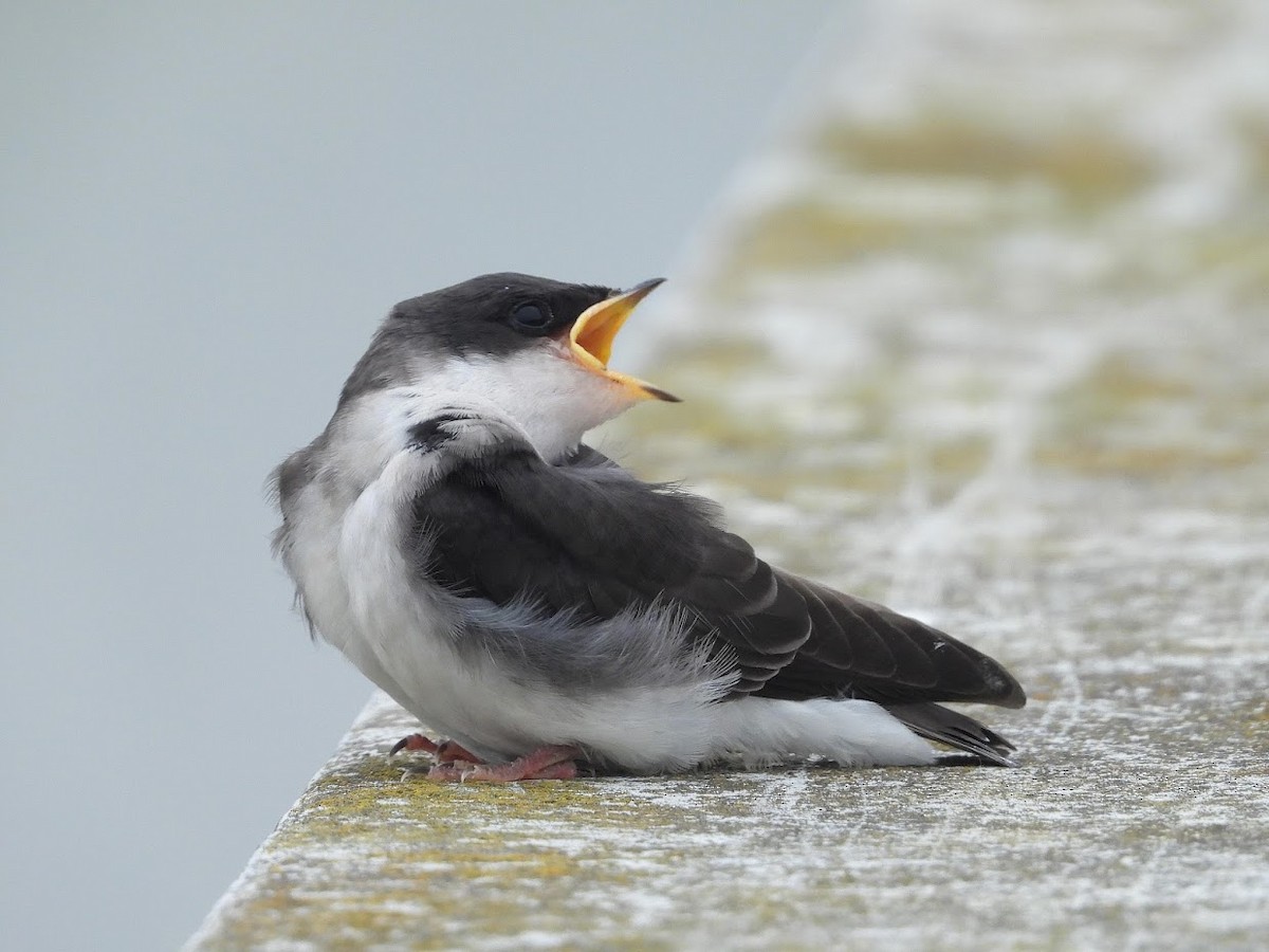 Tree Swallow - ML571966531