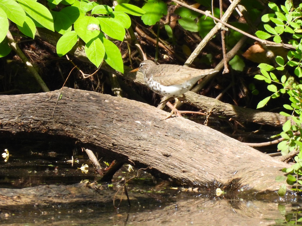 Spotted Sandpiper - ML571967151