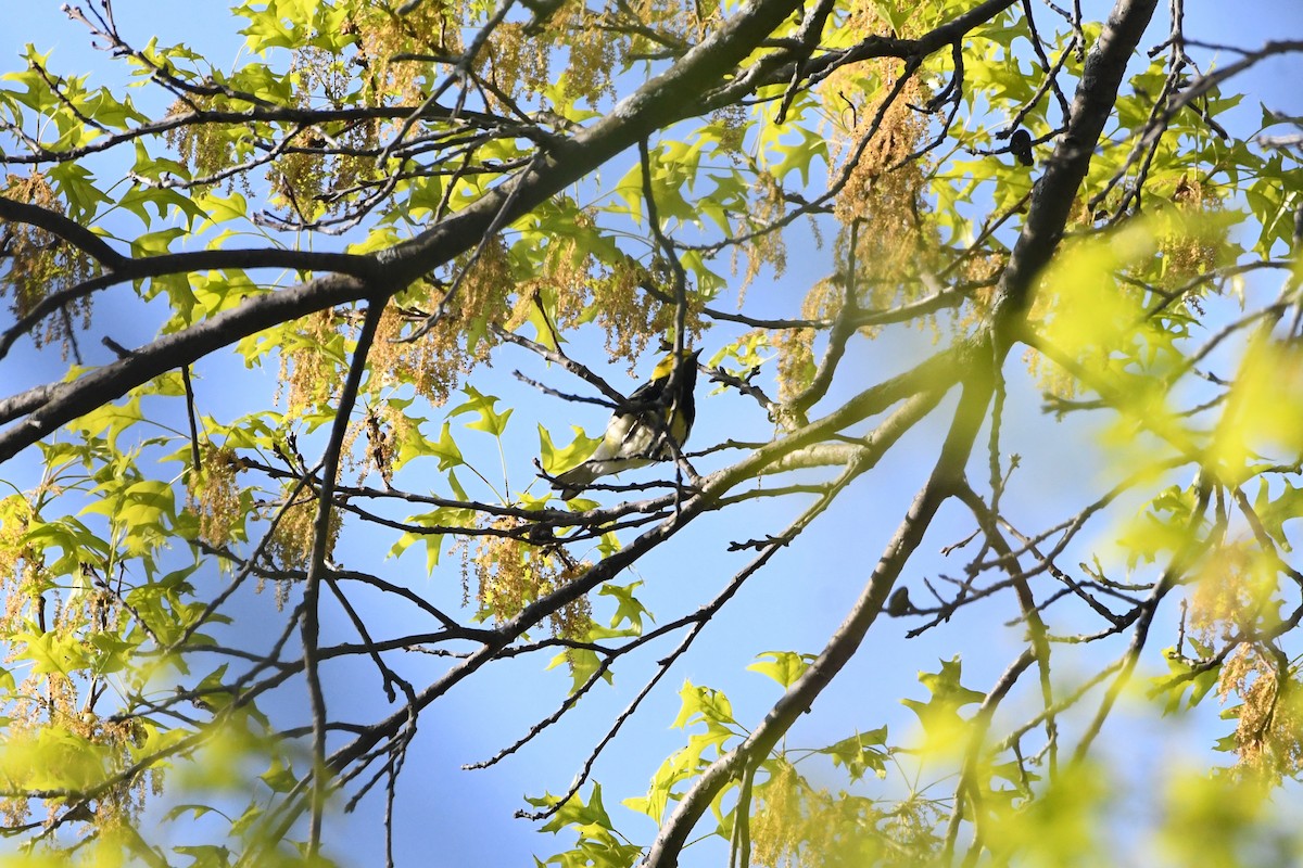 Black-throated Green Warbler - ML571967161