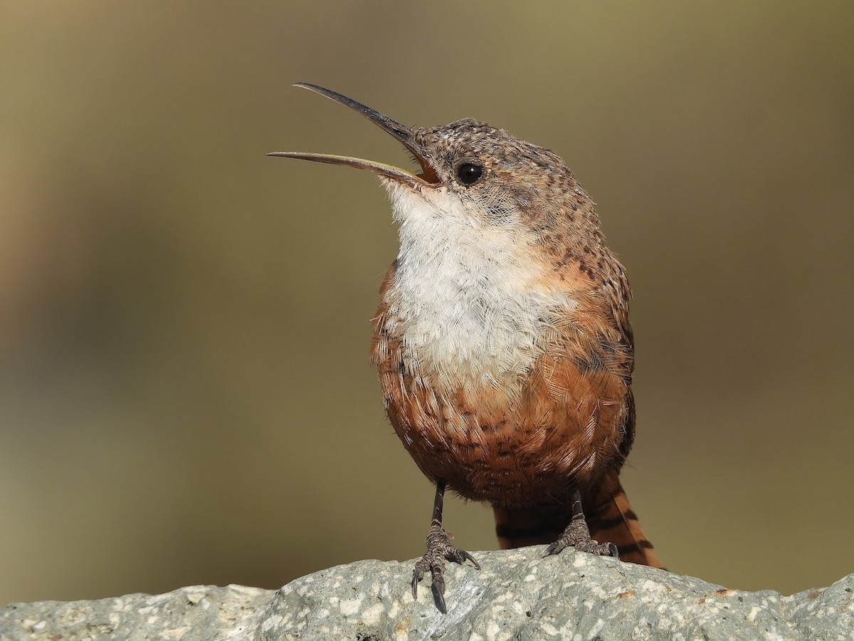 Canyon Wren - ML571967661