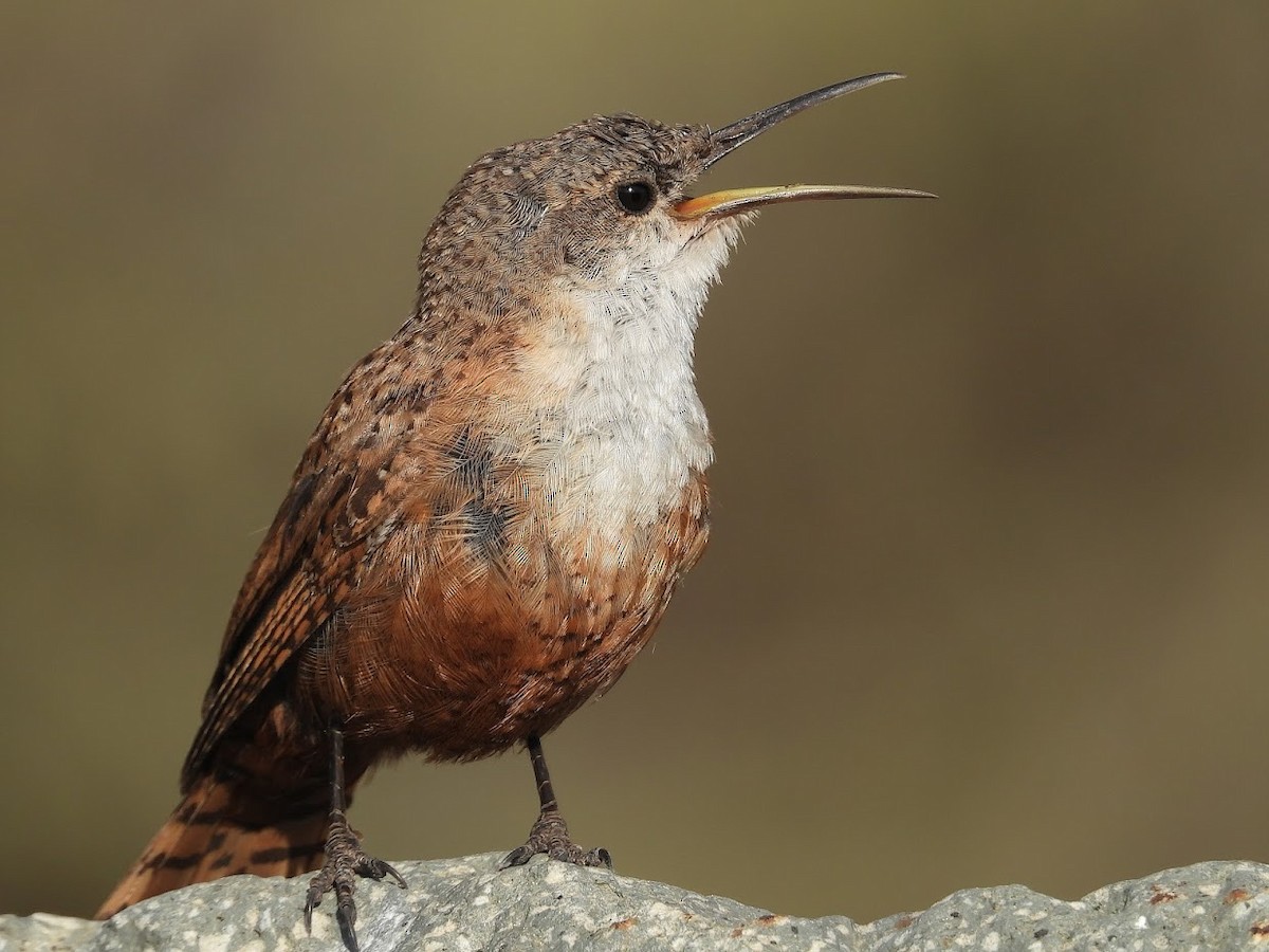 Canyon Wren - ML571967771