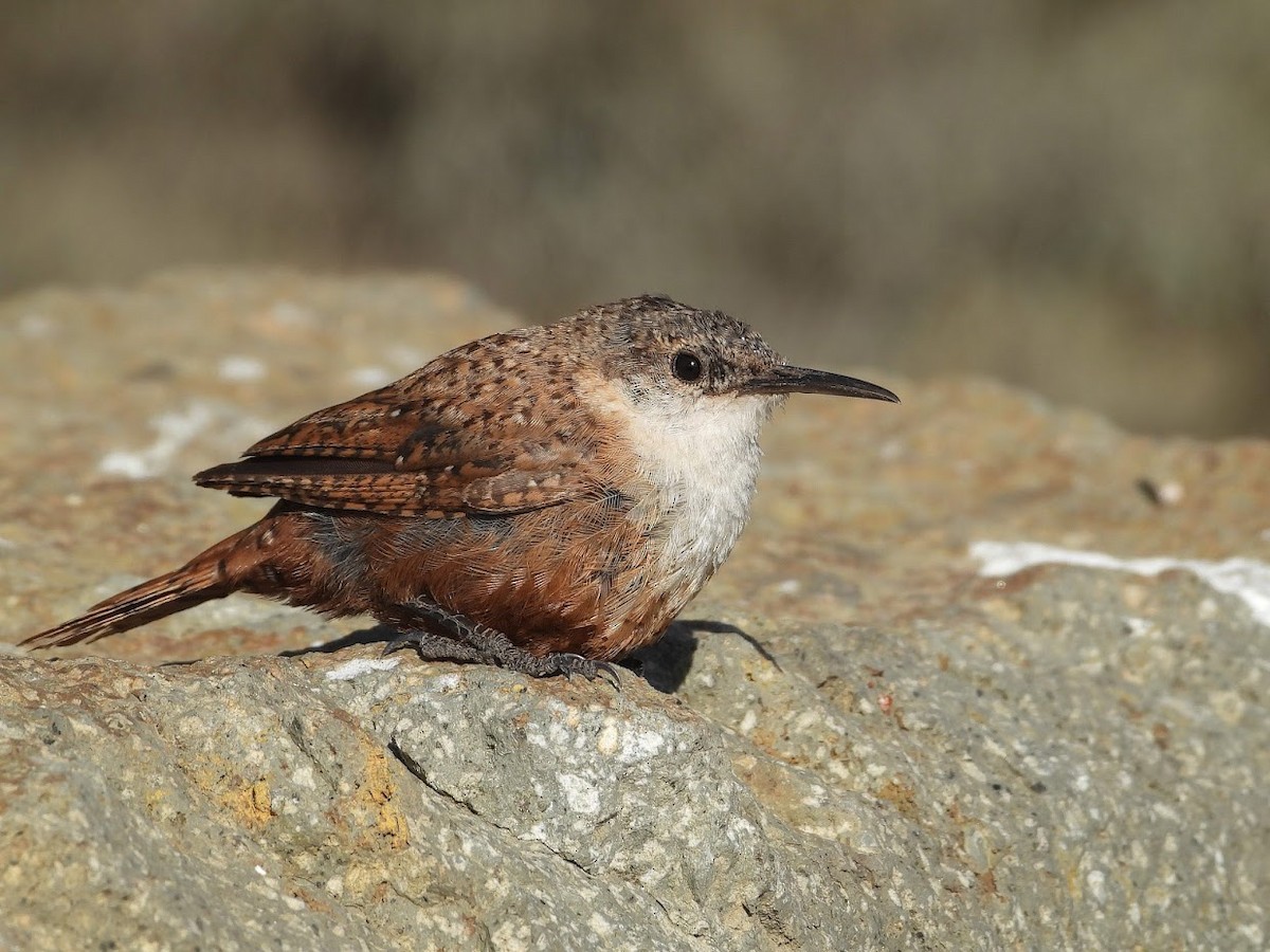Canyon Wren - ML571967821