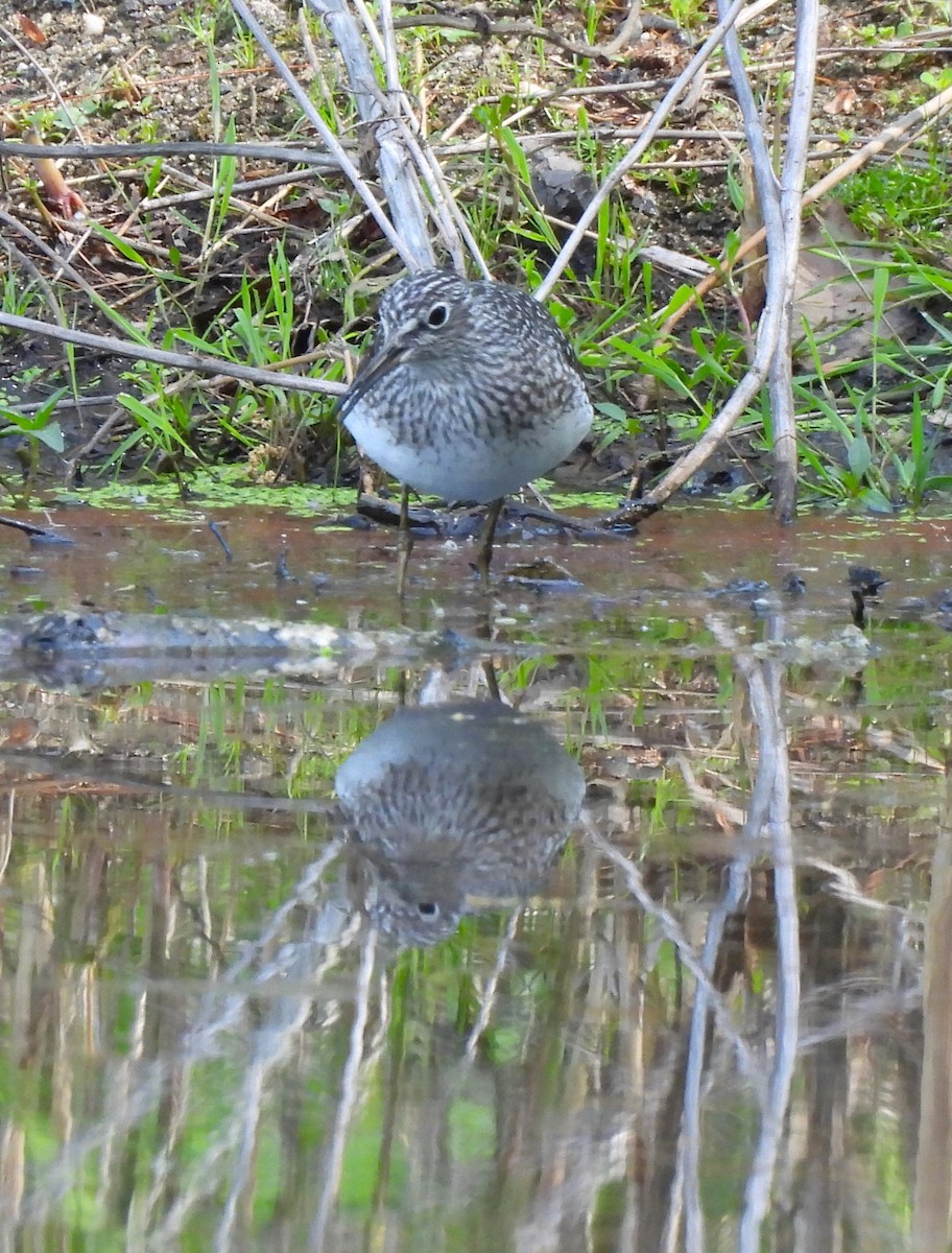 Solitary Sandpiper - ML571967951