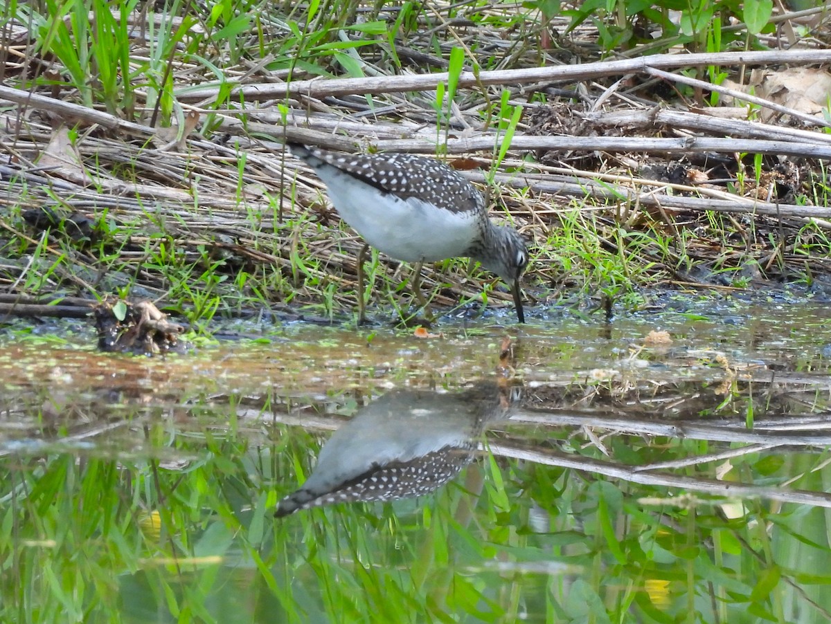 Solitary Sandpiper - ML571967961