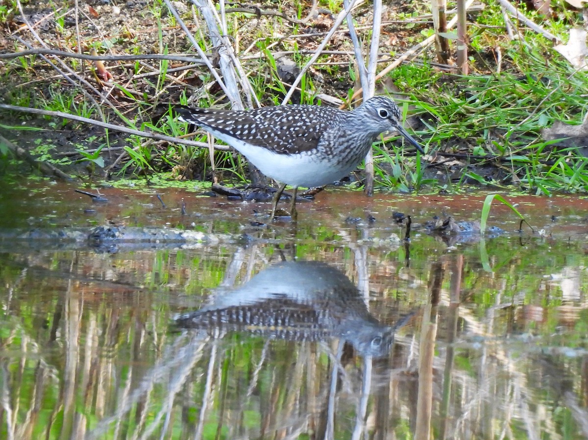 Solitary Sandpiper - ML571967971