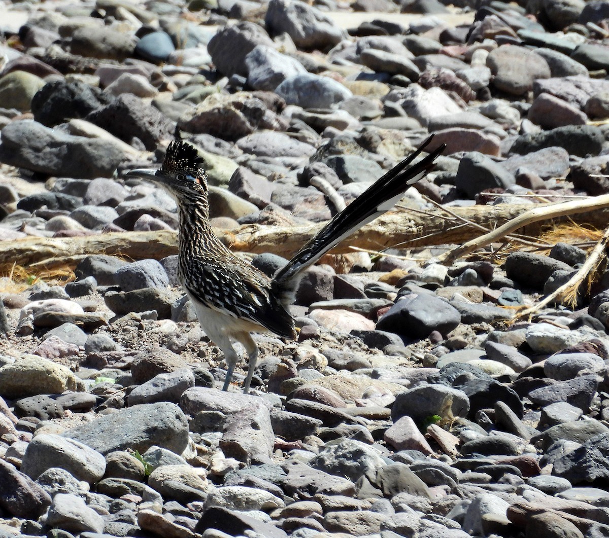 Greater Roadrunner - ML571968671