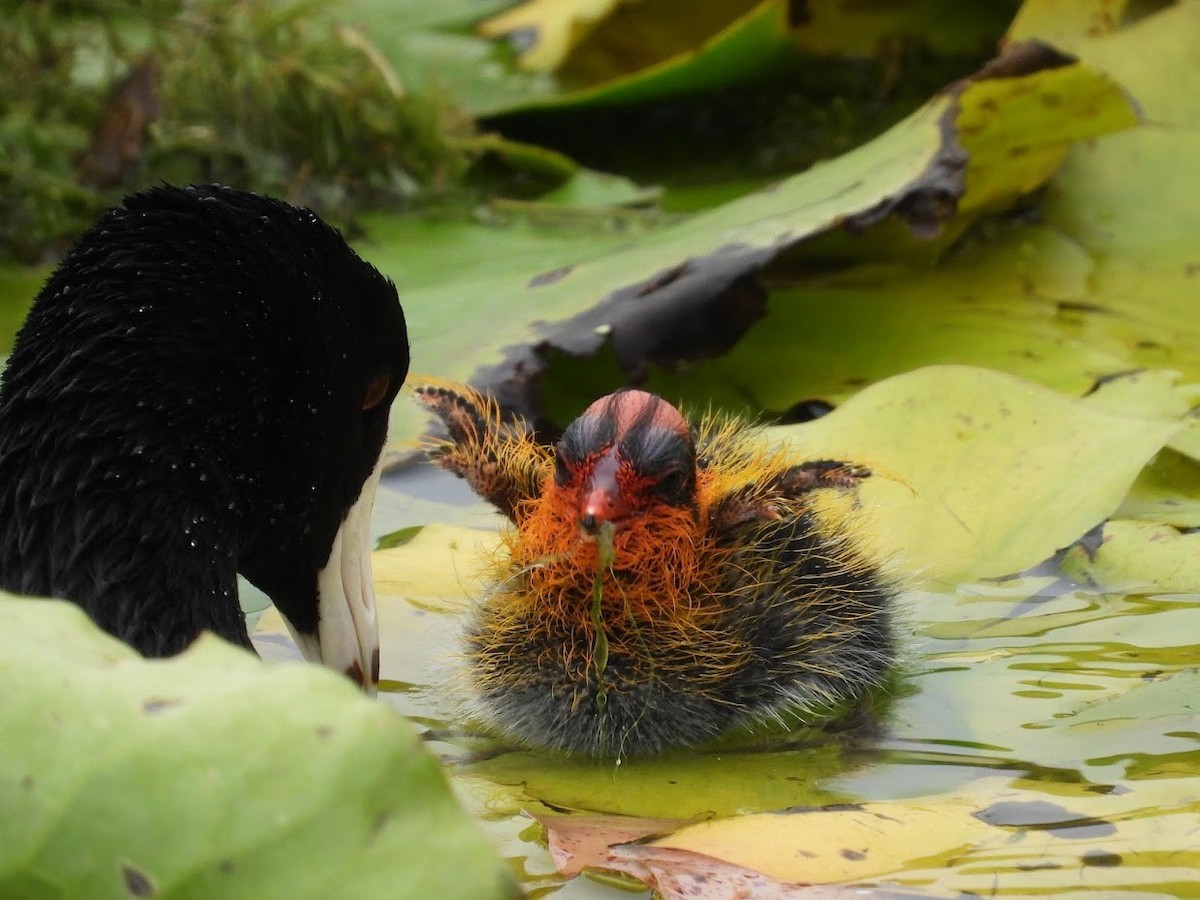 American Coot (Red-shielded) - ML571968891