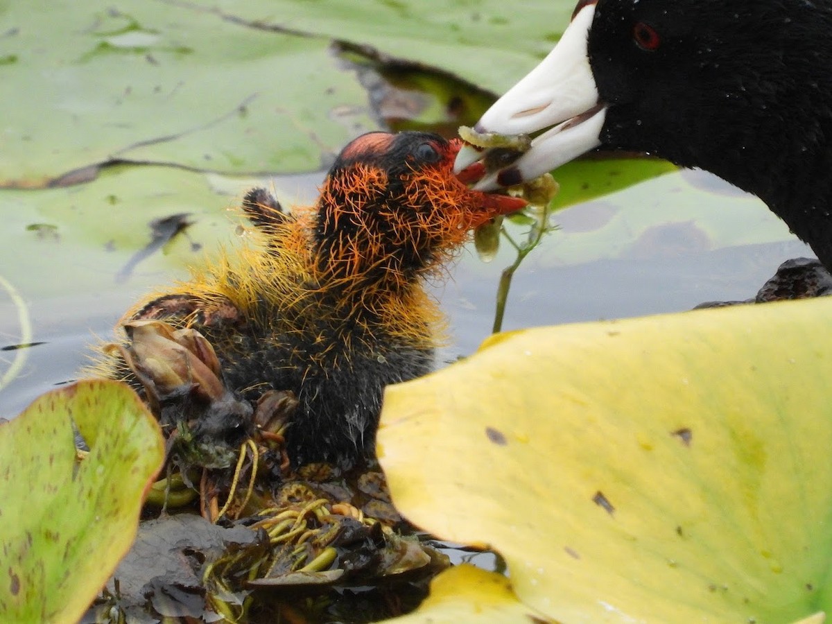 American Coot (Red-shielded) - ML571968941