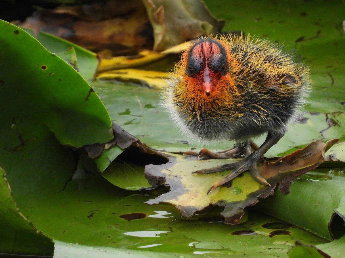 American Coot (Red-shielded) - ML571969131