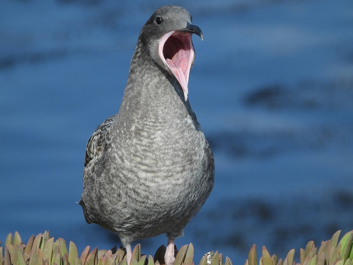 Western Gull - ML571969571