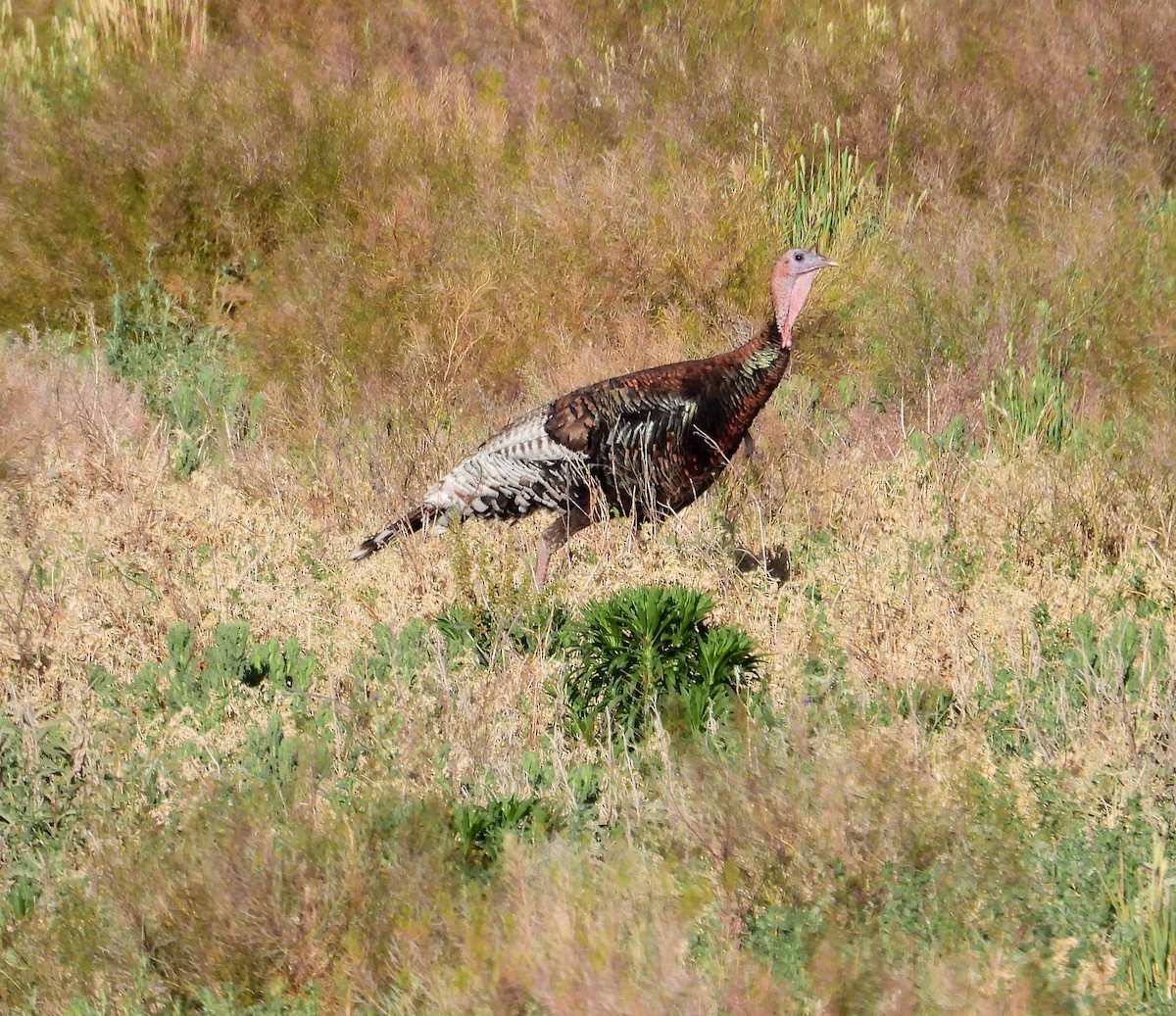 Wild Turkey - ML571969831